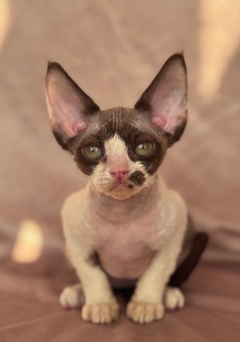Devon rex kotka czekoladowa