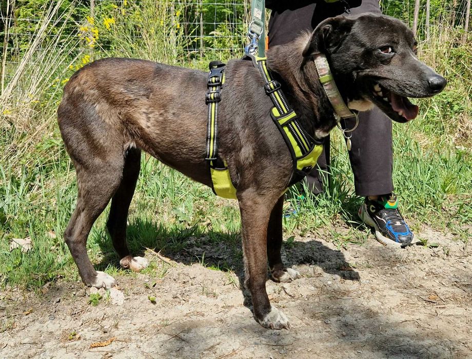 Tekila cudowna kochająca sunia szuka domu