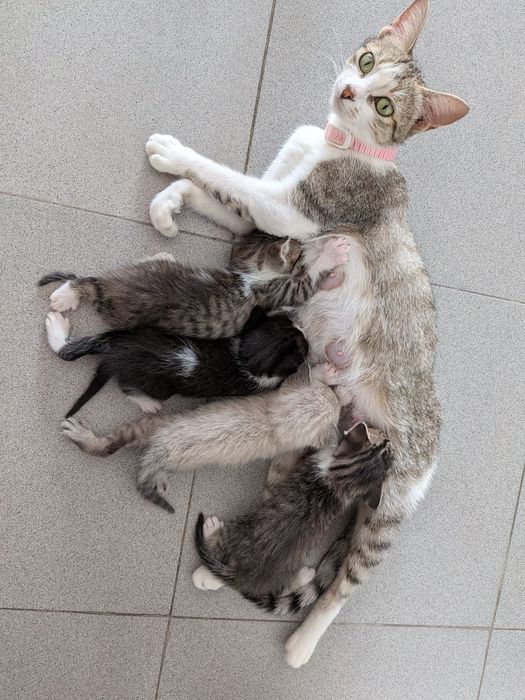 Dou gatos para adopção