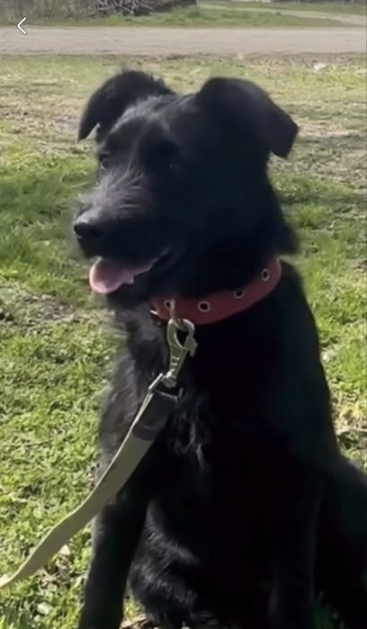 Кайлі шукає дім стерилізована