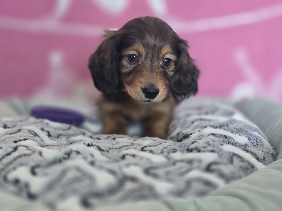 Jamnik miniaturowy długowłosy