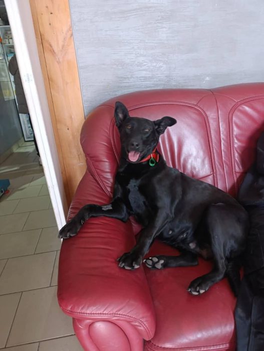 Стерилізована собака в самі добрі руки