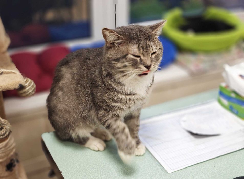 Котик, кіт, ніжний красень Шайн (2 роки) – дуже хоче додому!!!