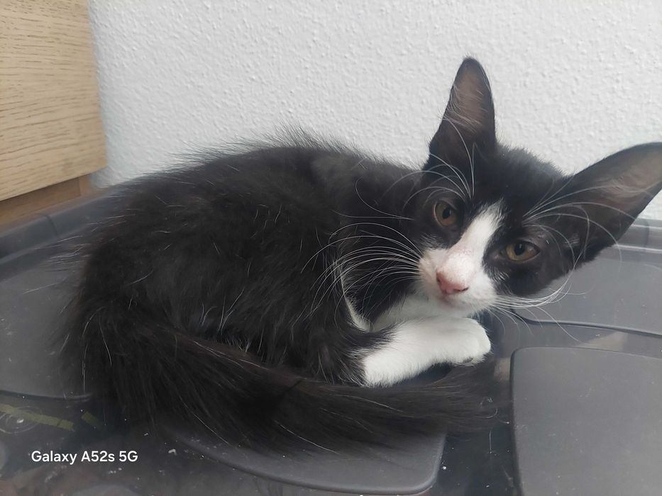 Gatinhos Amorosos