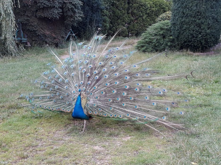 PAW - OSWOJONY samiec z wolnego wybiegu !