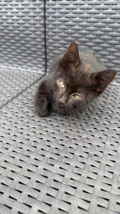 Gatinhos bebés para adoção