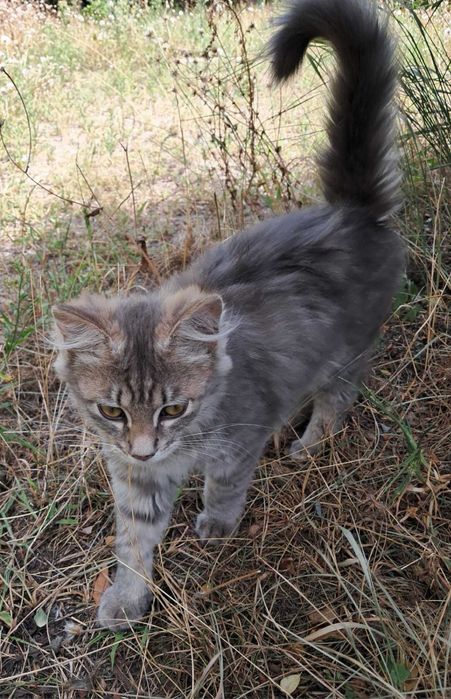 Прилаштовуються кошенята