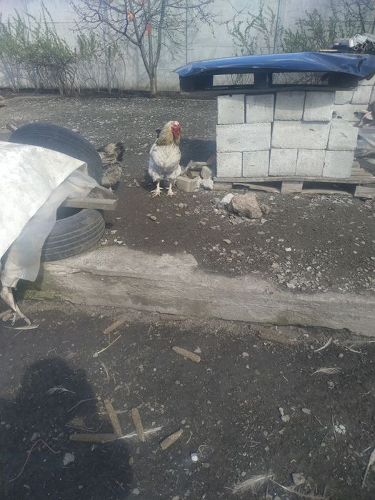 Продам два гарних пiвнi.