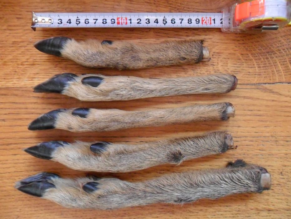 Козьи ножки ( козячі ніжки )