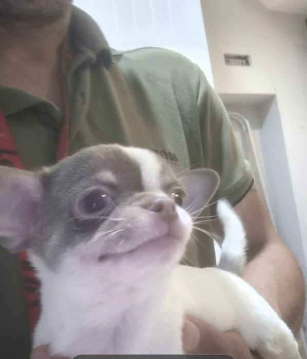 Lindomenino chihuahua