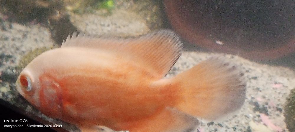 Rybki pawie oka oscary