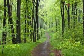 Sprzedam las z gruntem 5ha