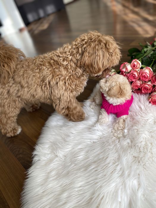 Мальтипу карамельні цуцики