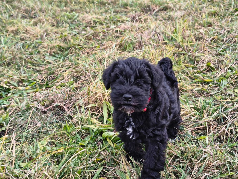 Sznaucer miniaturka czarna sunia