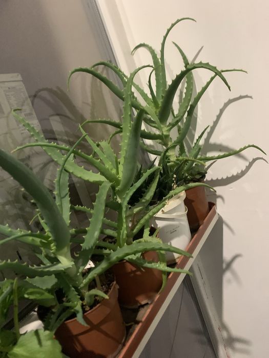 Продам комнатное растение