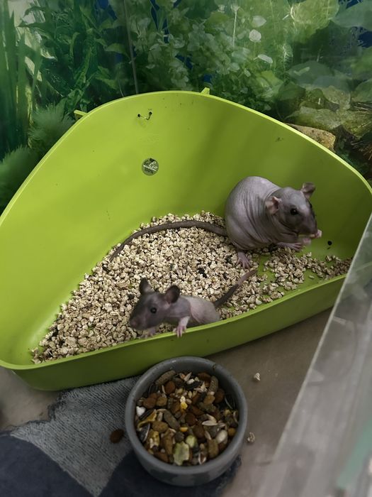 Щурі сфінкси Дамбо