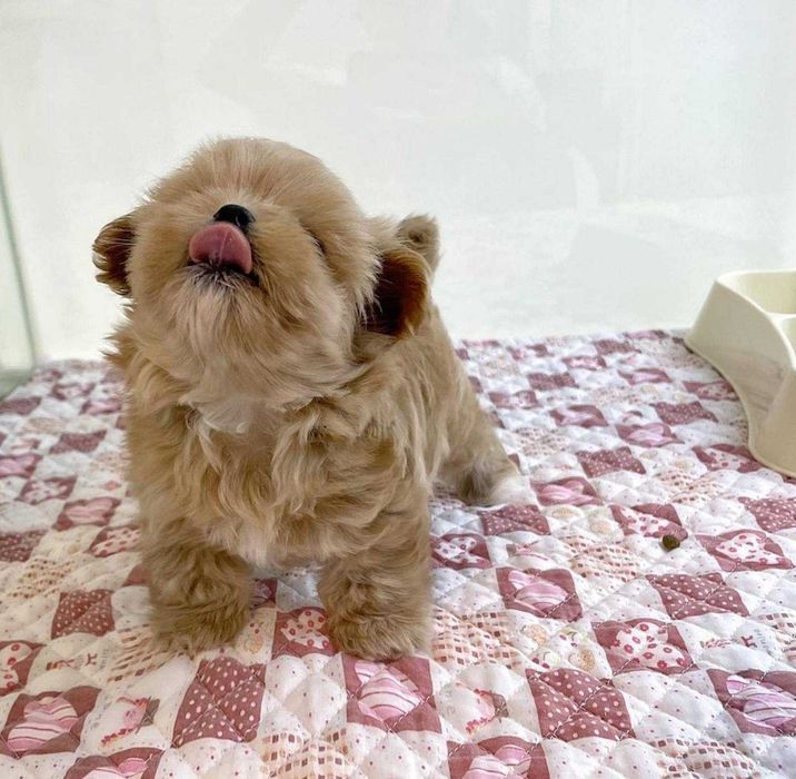 Мальтипу  Мини  Микро Девочка