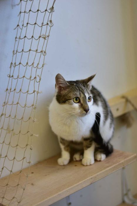 Fiołek - młody, energiczny koci odkrywca do adopcji!