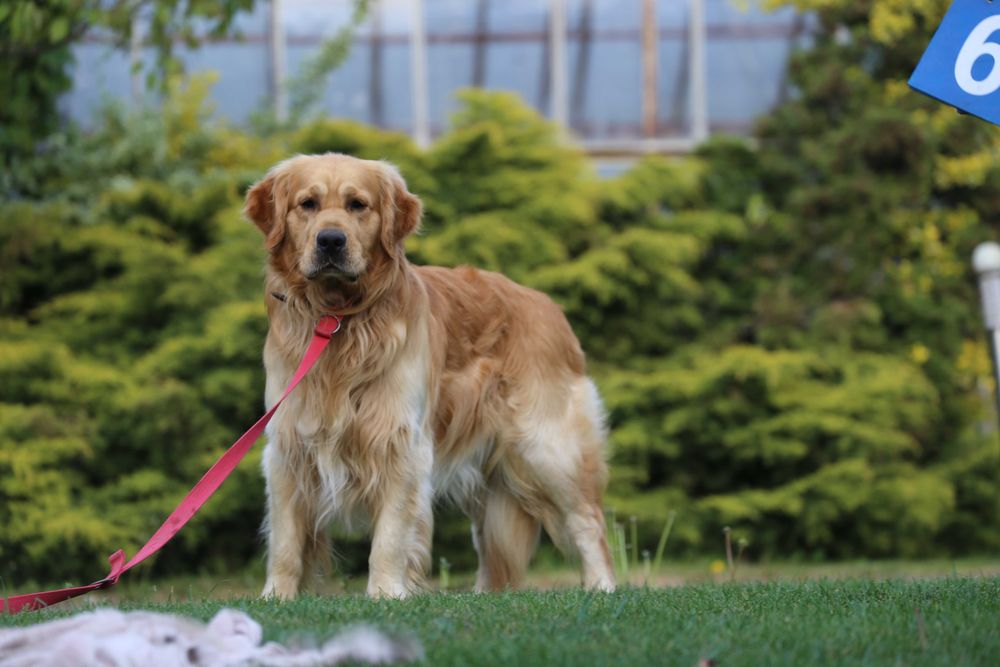 Golden Retriever  - krycie