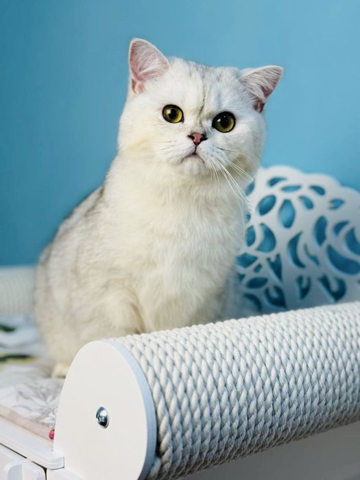 Шотландський котик