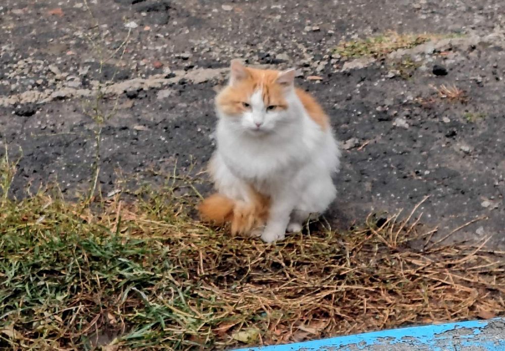 Отдам пушистого рыже-белого кота, умерла хозяйка