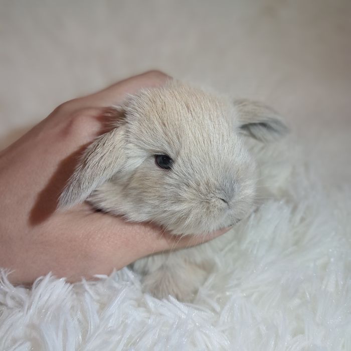 DO ODBIORU Króliki karzełki TEDDY królik karzełek miniaturka MINI LOP