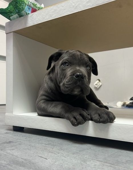 Cane Corso wzorowa suczka