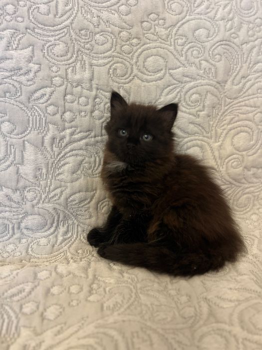 Кошенята з лініі чорних сибірських., бірми та сіама - в добрі руки