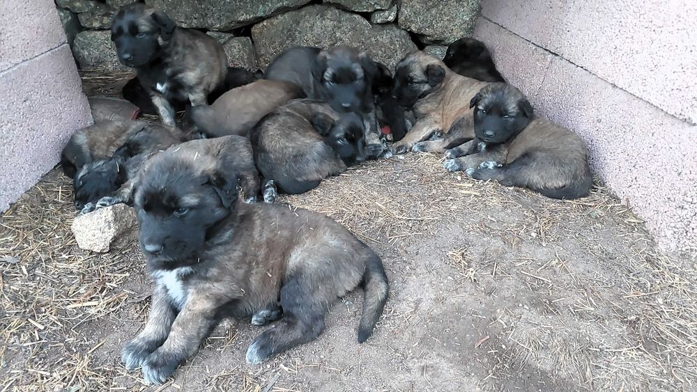 Cão Serra da Estrela Adoção