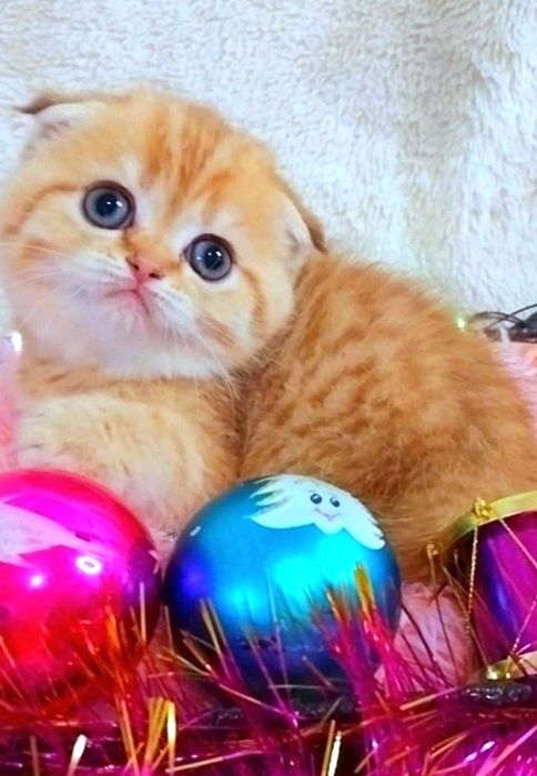 Лялькова дівчинка Золота красунечка шиншилка