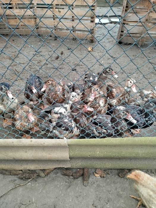 Мускусні молоді качки.