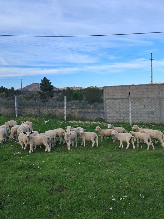 Vendo 23 borregos