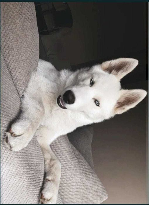 Husky Syberyjski Biały.