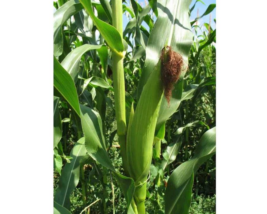 Materiał siewny MHR Kosmo FAO240 MHR Kadryl FAO270-280 ziarno/kiszonka