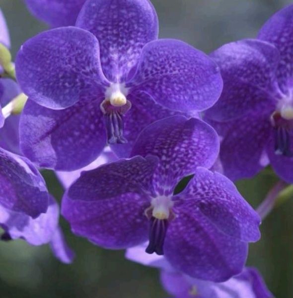 Орхидея ванда:синяя-1400;лимонная-1400грн;Спатифиллум-500грн