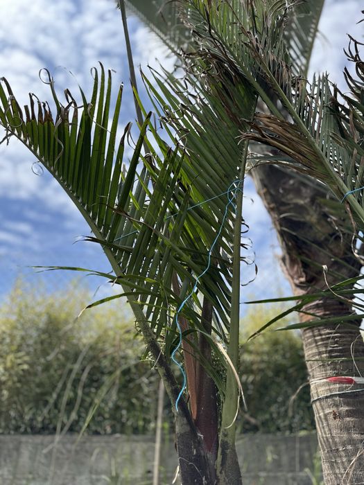 * Palmeira Triângulo* Dypsis Decaryi * Raras