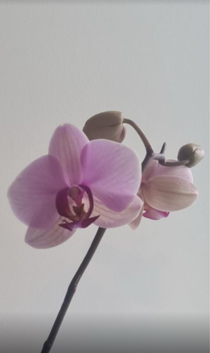 Вашингтон орхідея фаленопсис