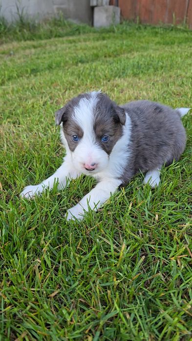 Border Collie blue merle