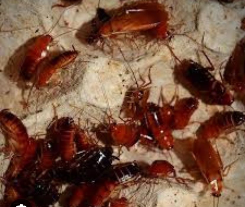 Туркменские тараканы.