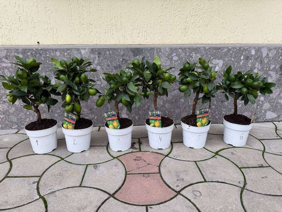 Цитруси! Лимон Мейера! Кумкват! Червоний лайм!