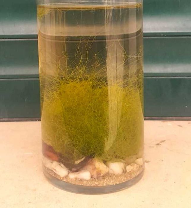 Planta carnívora Utricularia gibba