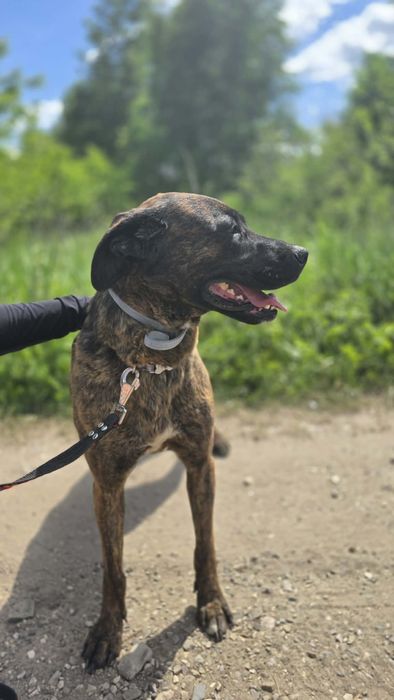 LAJLA sunia do adopcji