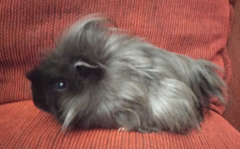 świnka morska, świnki morskie peruwianki