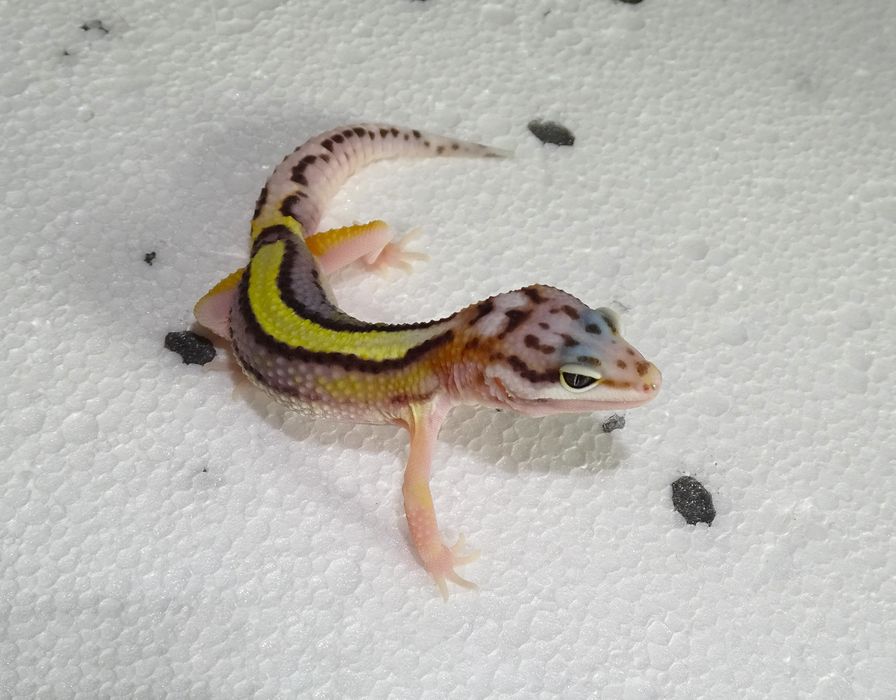 Eublefar Gekon Lamparci z hodowli KharVil Geckos