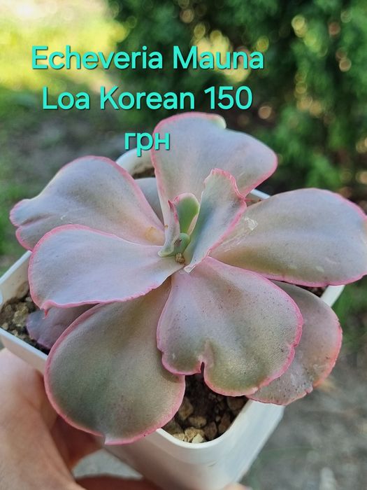 Сукуленти Echeveria Kalanchoe