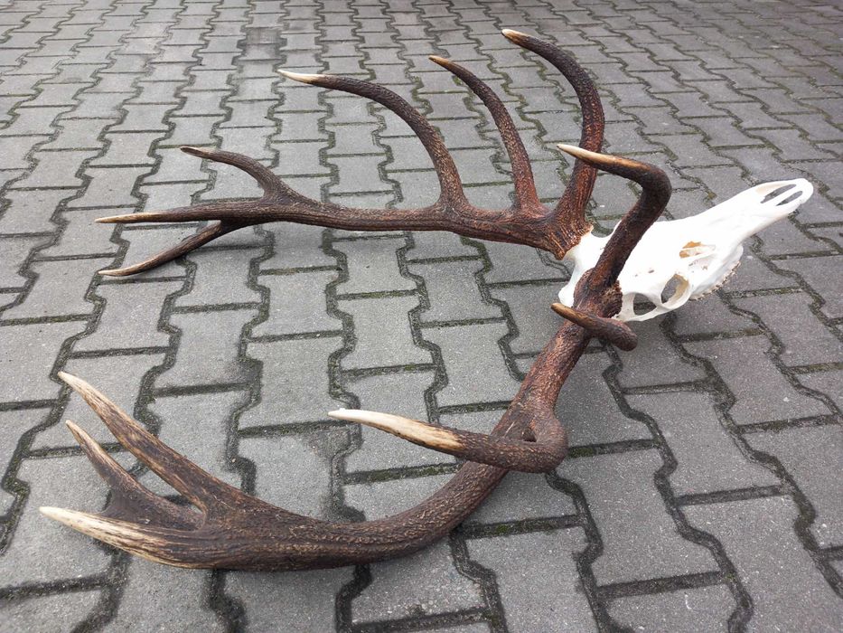 Poroże, Wieniec, Byk, Jeleń, Rogi 8 kg