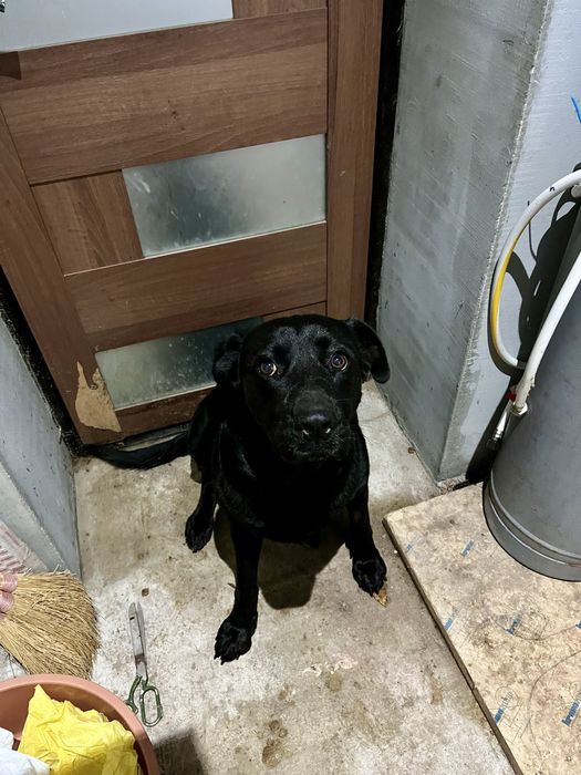 Девочка,стерилизована,привита от бешенствп