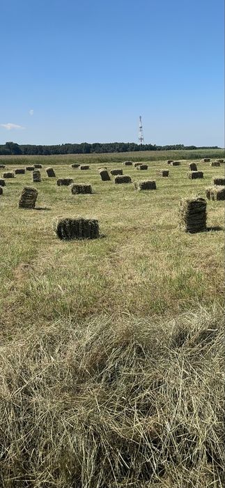 Siano w kostkach Zboże