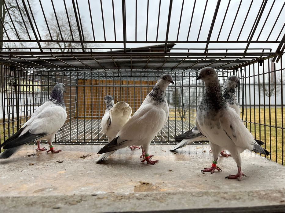 Budapeszty wysokolotne , sportowe