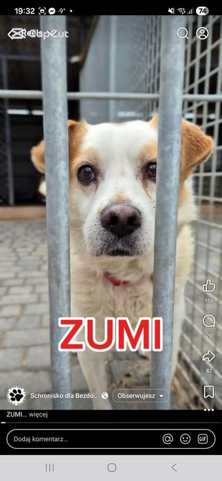 Blagamy o dom dla Zumiego